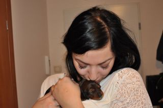 Jamnik d�ugow�osy - szczeni�